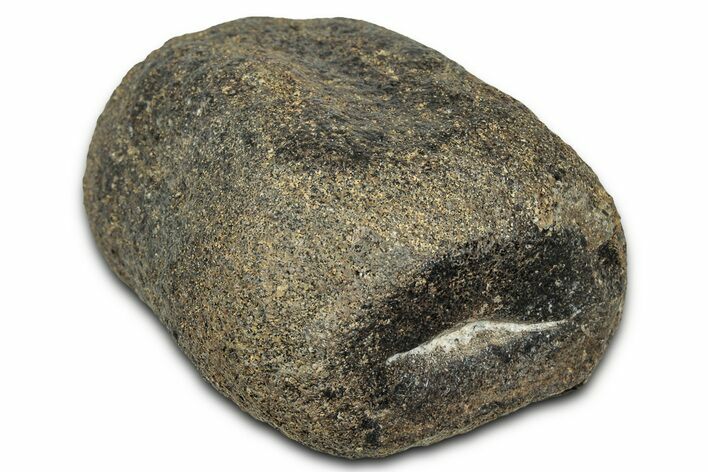 Fossil Dinosaur Caudal Vertebra Centrum - Montana #326470